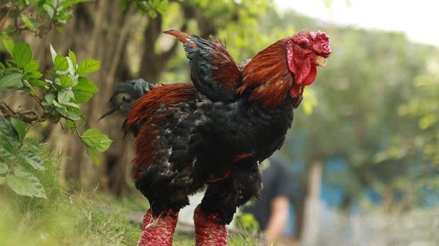 Năm Đinh Dậu 2017, con gà Việt Nam có thể sẽ tỏa sáng